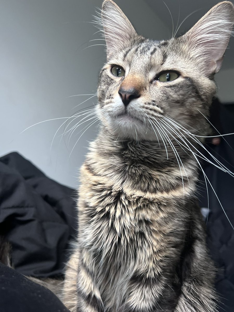 1900lex's tweet image. dis rockets world we js livin in it fr