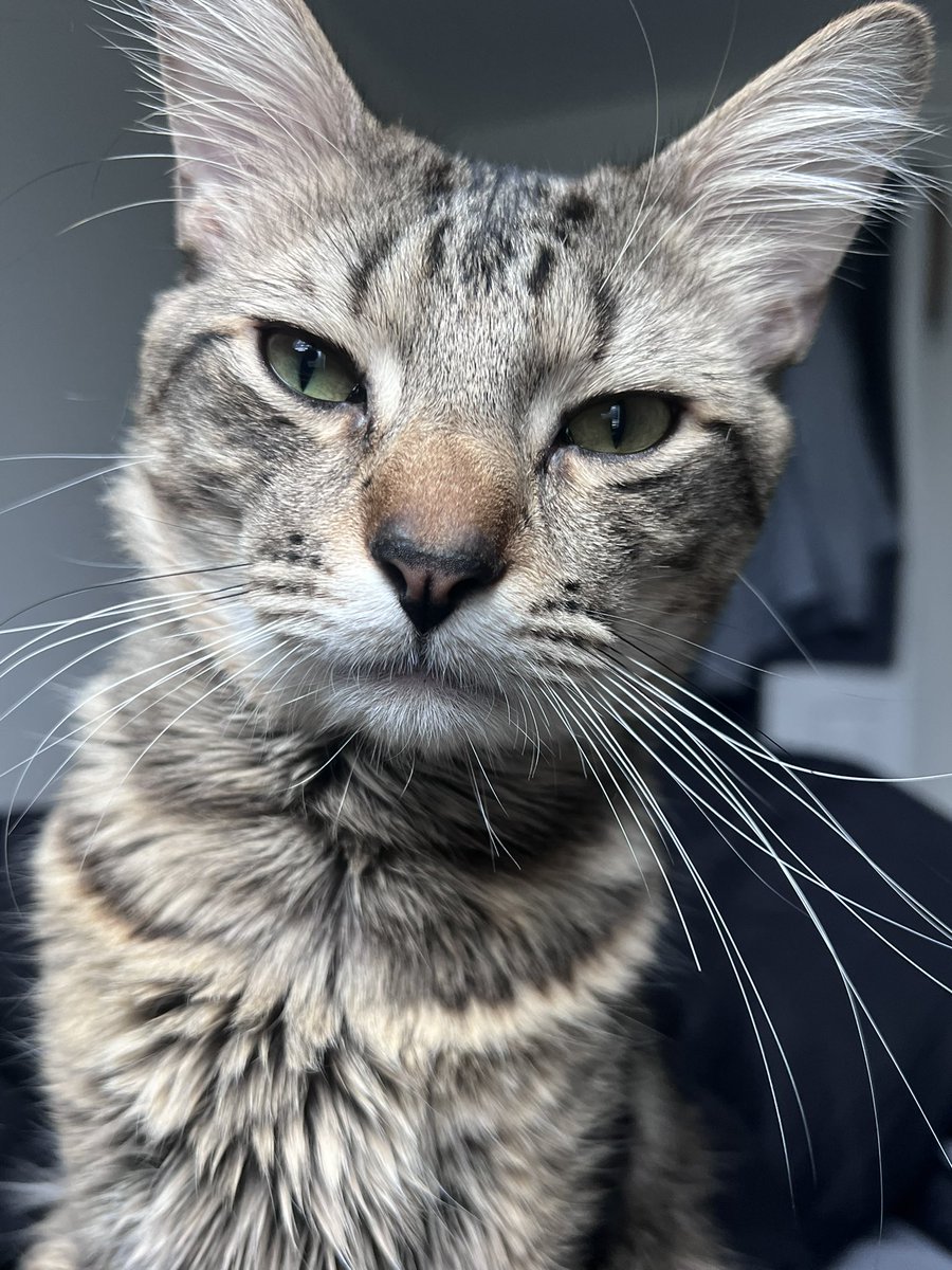 1900lex's tweet image. dis rockets world we js livin in it fr