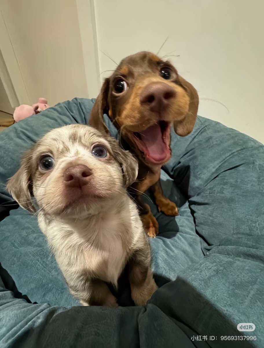 twaniimals's tweet photo. https://t.co/00Yk17dOHg