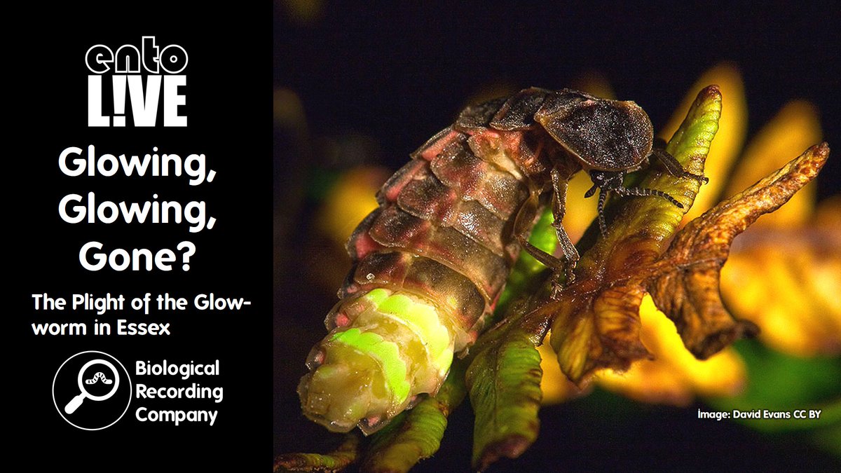 Keiron Derek Brown (@keirondbrown) on Twitter photo 🪲✨Free webinar with @timgardiner3 on the 75% decline of glow-worms in Essex. Learn about the causes & solutions to save these iconic beetles! 🪲✨
📅 24 Feb 2025 | Online 🎟️ Register now: eventbrite.co.uk/e/804017065687
<a href="/BritEntSoc/">BENHS</a> <a href="/RoyEntSoc/">Royal Entomological Society</a> <a href="/ColSocBI/">Coleopterists Society of Britain and Ireland</a> <a href="/Buzz_dont_tweet/">Buglife</a> <a href="/amentsoc/">AES - amentsoc.org</a> 🪲✨Free webinar with @timgardiner3 on the 75% decline of glow-worms in Essex. Learn about the causes & solutions to save these iconic beetles! 🪲✨
📅 24 Feb 2025 | Online 🎟️ Register now: eventbrite.co.uk/e/804017065687
<a href="/BritEntSoc/">BENHS</a> <a href="/RoyEntSoc/">Royal Entomological Society</a> <a href="/ColSocBI/">Coleopterists Society of Britain and Ireland</a> <a href="/Buzz_dont_tweet/">Buglife</a> <a href="/amentsoc/">AES - amentsoc.org</a>