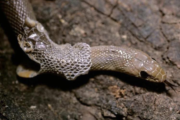 año nuevo, nueva yo