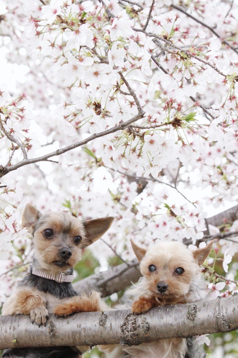 lovedog_mana's tweet photo. あけましておめでとうございます。
今年もまたドッグサロンmanaをよろしくお願いします❣️ https://t.co/4qJzNtjj7y