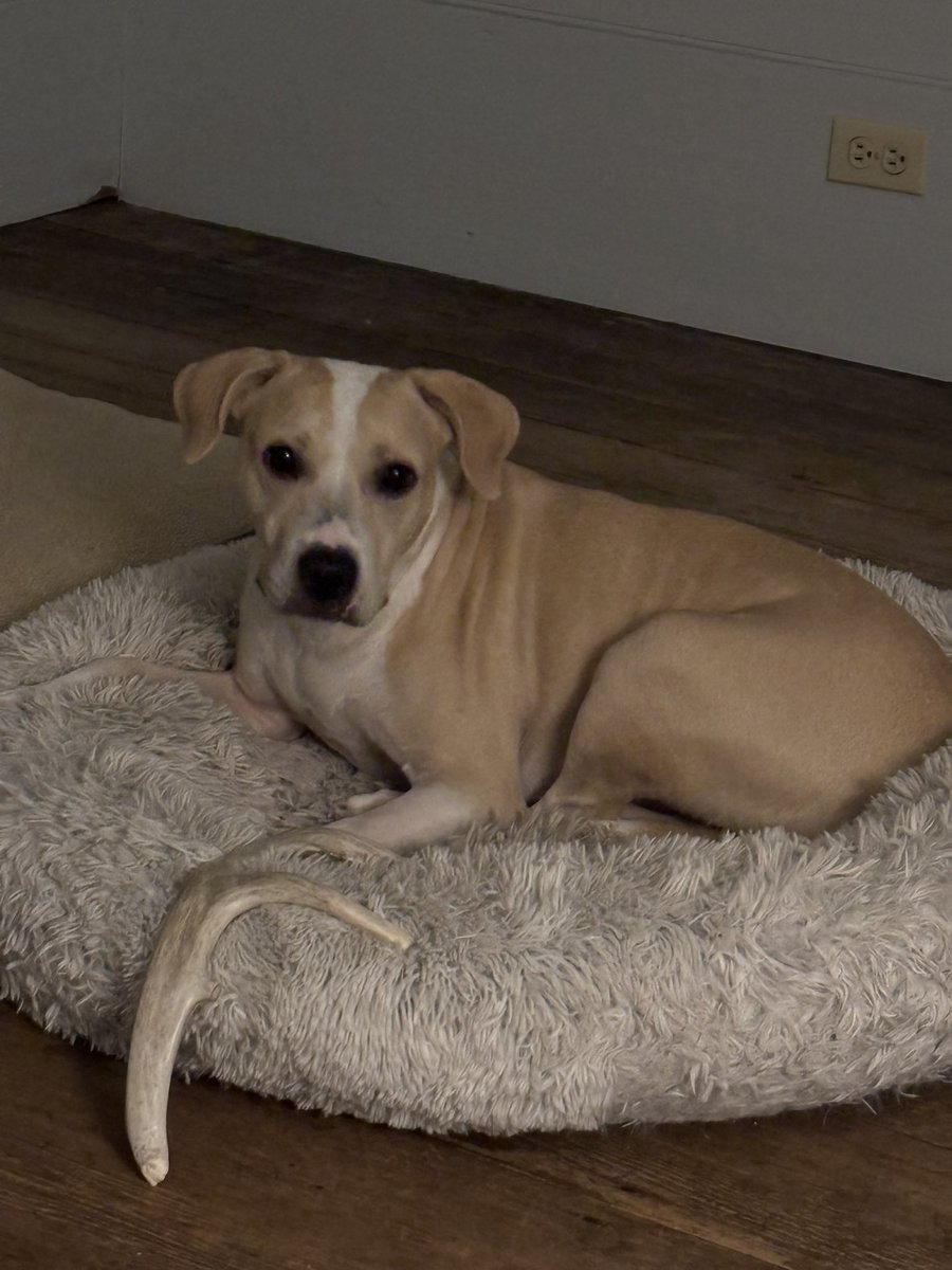 Anne Margaret Daniel tweet media