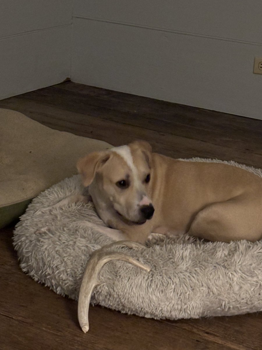 Anne Margaret Daniel tweet media