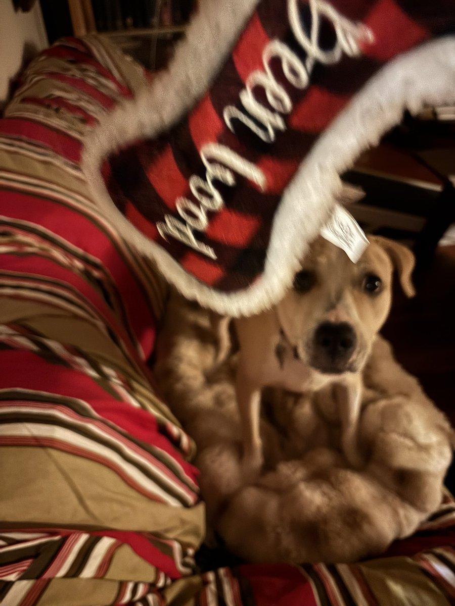 Anne Margaret Daniel tweet media