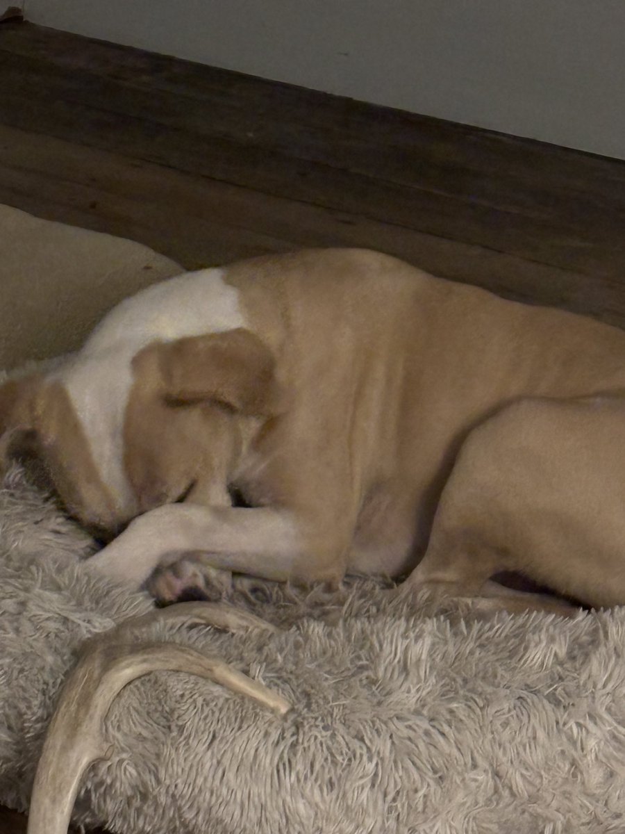 Anne Margaret Daniel tweet media