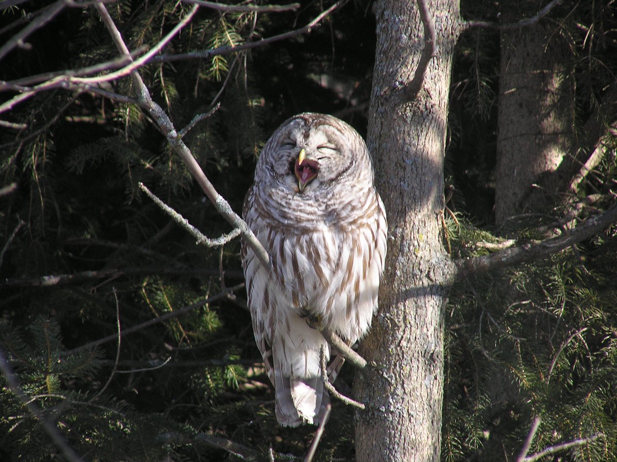 CVC_CA's tweet photo. Whooo else is ready to stay up and ring in 2025? 🎉 Or are you yawning already… Maybe join our nocturnal friends by taking a well-deserved nap during the day, so you're ready to hoot the night away. 🦉 Have a safe and enjoyable New Year 🥳#RingInTheNewYear #HappyNewYear #NocturnalWildlife