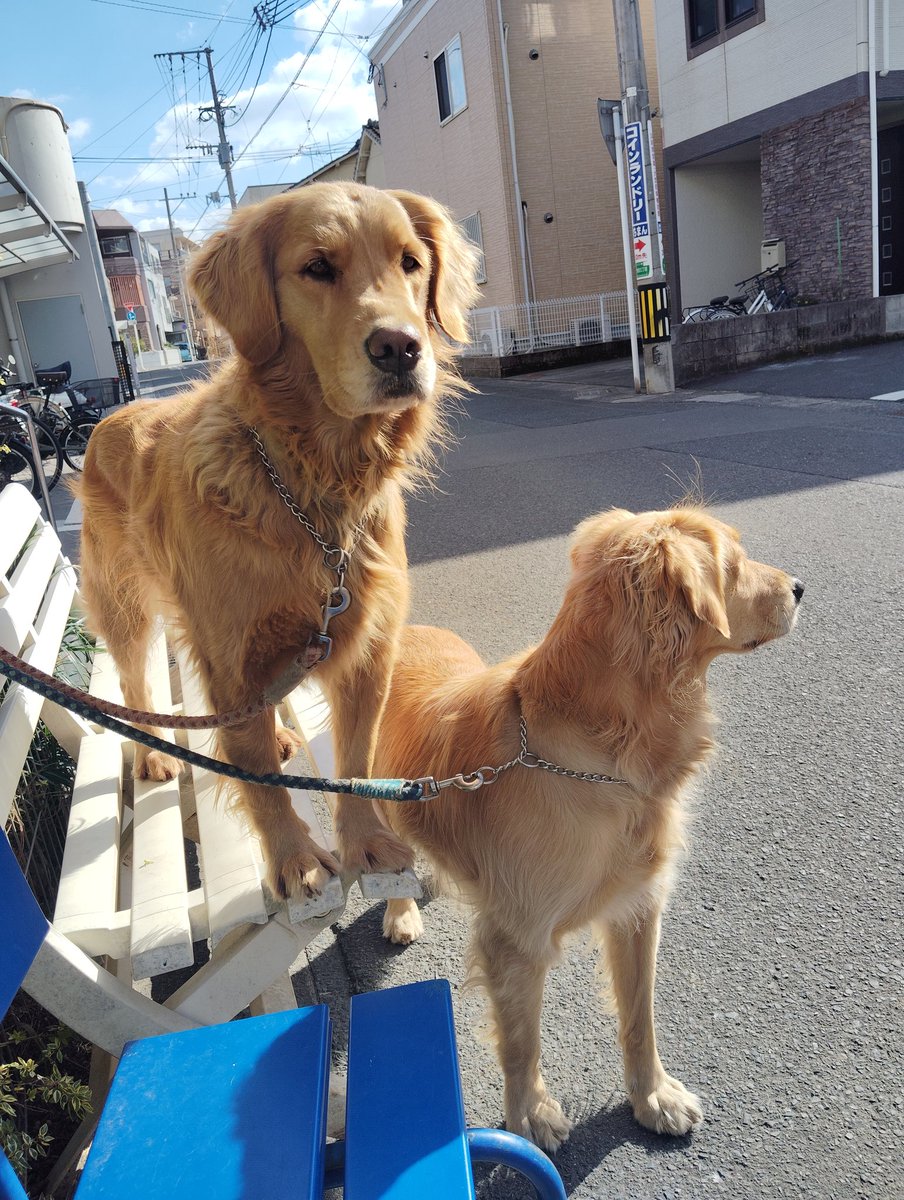 令和7年1月1日 水曜日　📆元日

新年 明けまして
  おめでとうございます 🦮♪🦮♪ 

本日は
  加藤一二三  大友康平  のBD 💐🎂🎉

そして
「神戸港記念日」です ⛵️ . . .

　　　　　　          Happy new year♪♪