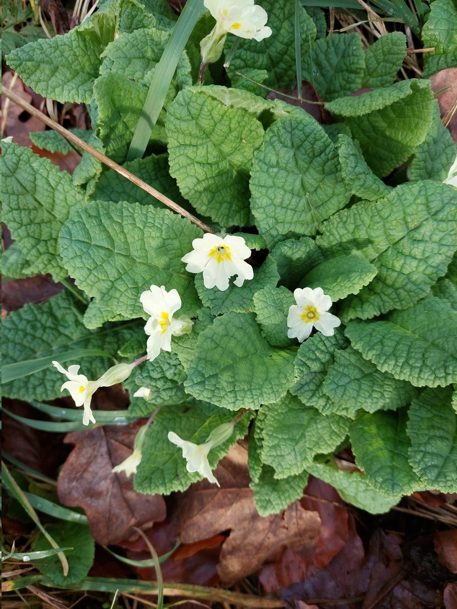 PorthkerryWildlifeGp (no longer Tweeting) (@porthkerrywild) on Twitter photo A good New Year Plant Hunt at Porthkerry today. 15 plants in flowet found in a couple of hours <a href="/BSBIbotany/">BSBI: Botanical Society of Britain & Ireland</a> A good New Year Plant Hunt at Porthkerry today. 15 plants in flowet found in a couple of hours <a href="/BSBIbotany/">BSBI: Botanical Society of Britain & Ireland</a>