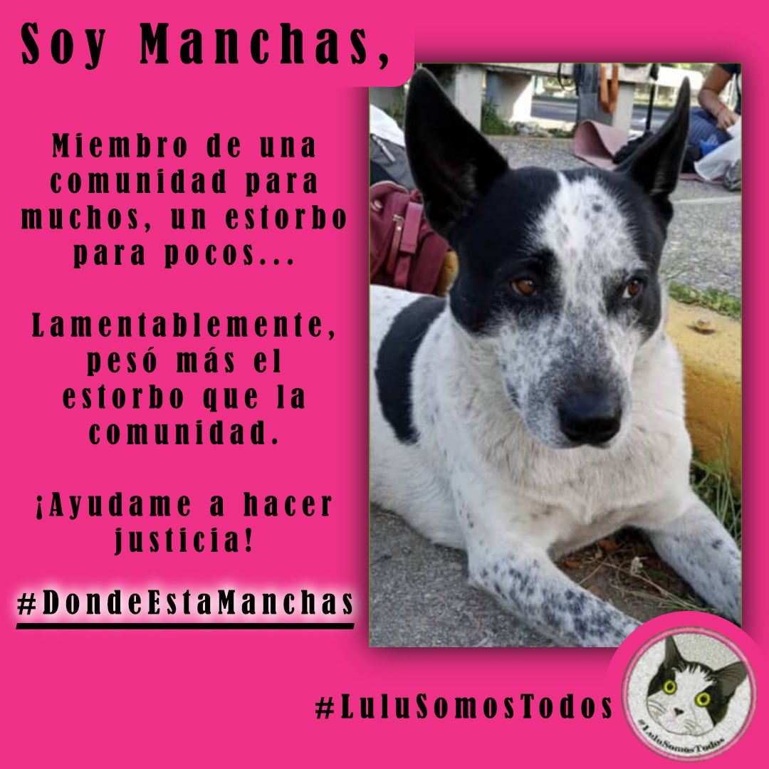 NuriTrejo's tweet photo. #31Dic #DondeEstaManchas. Cuál es el mérito en lastimar, desaparecer, mentir, callar. #farmatodo, dónde quedó la responsabilidad social por la comunidad y sus miembros? #LuluSomosTodos https://t.co/nXdmlK1JTg