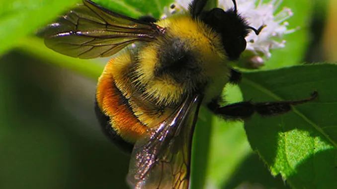 pulpliterature's tweet image. With the new year upon us, our 2025 Bumblebee Flash Fiction Contest is just about here! The contest will open tomorrow, January 1st, 2025.

pulpliterature.com/the-2025-bumbl…

#flashfictioncontest #writingcontest #shortstorycontest #shortfictioncontest #amwriting #writingcommunity