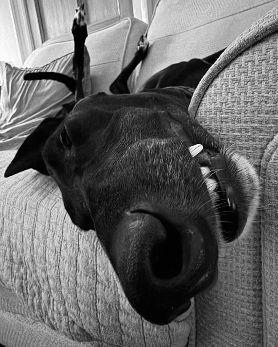 Gary Husband ๐พ๐พ (@garyhusband) on Twitter photo One of the best parts of 2024 was adopting my bestest boy Diggory. #Rescue #Greyhound One of the best parts of 2024 was adopting my bestest boy Diggory. #Rescue #Greyhound