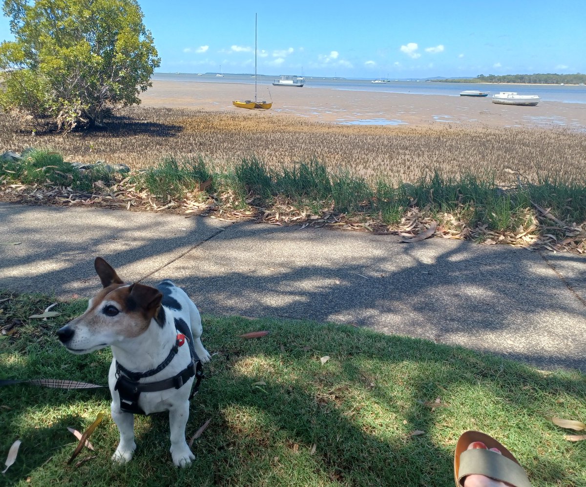 KarenLStokes's tweet image. We went out to the foreshore and the tide was out...#muddypaws🐶🏖👍😊