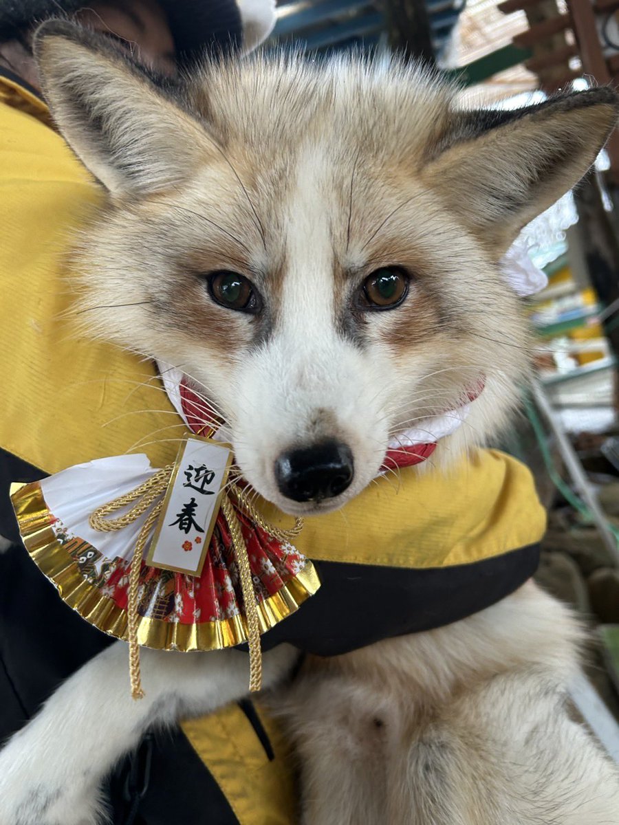 kon_fox_village's tweet image. よしのくんが新年のご挨拶
今年もキツネ村をよろしくお願いします🦊