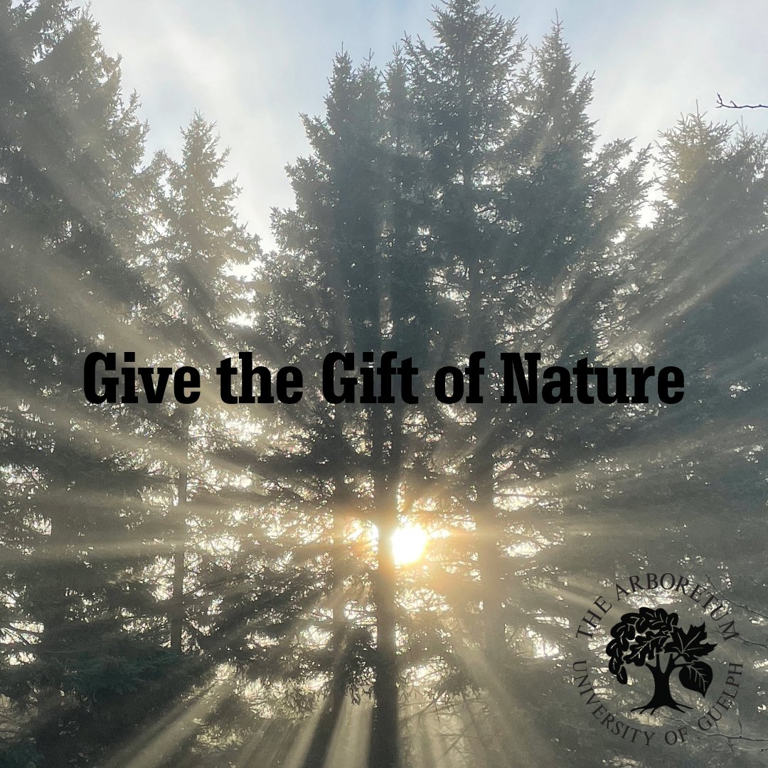 Give the Gift of Nature
Did you know The Arboretum relies on donations to keep our trails, collections, gardens, &amp; grounds beautiful and accessible to everyone?
Help us connect people to nature &amp; conserve biodiversity all year long!
Donate: bbis.alumni.uoguelph.ca/BBIS_Cannon/gi…
#UoGArboretum