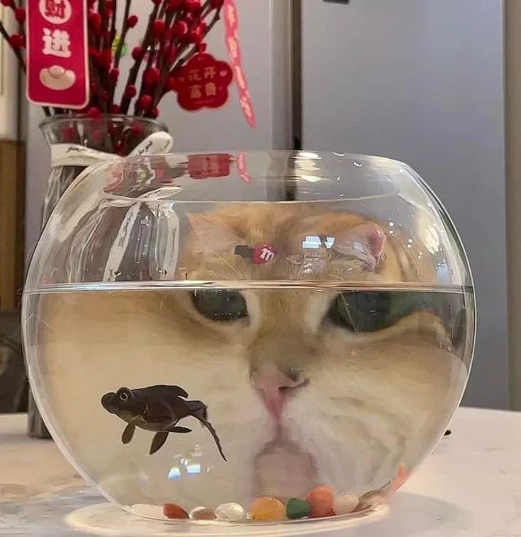 Posts Of Cats (@postsofcats) on Twitter photo 