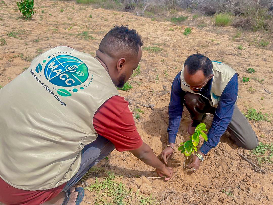 Tree Planting Initiative to Combat Deforestation
On December 26, 2024, Media Action for Climate Change (MACC) and Suubiye Livestock and Farming (SLF) launched a tree planting campaign in Warshiikh, Hirshabelle State. media4climatechange.com/index.php/2024…