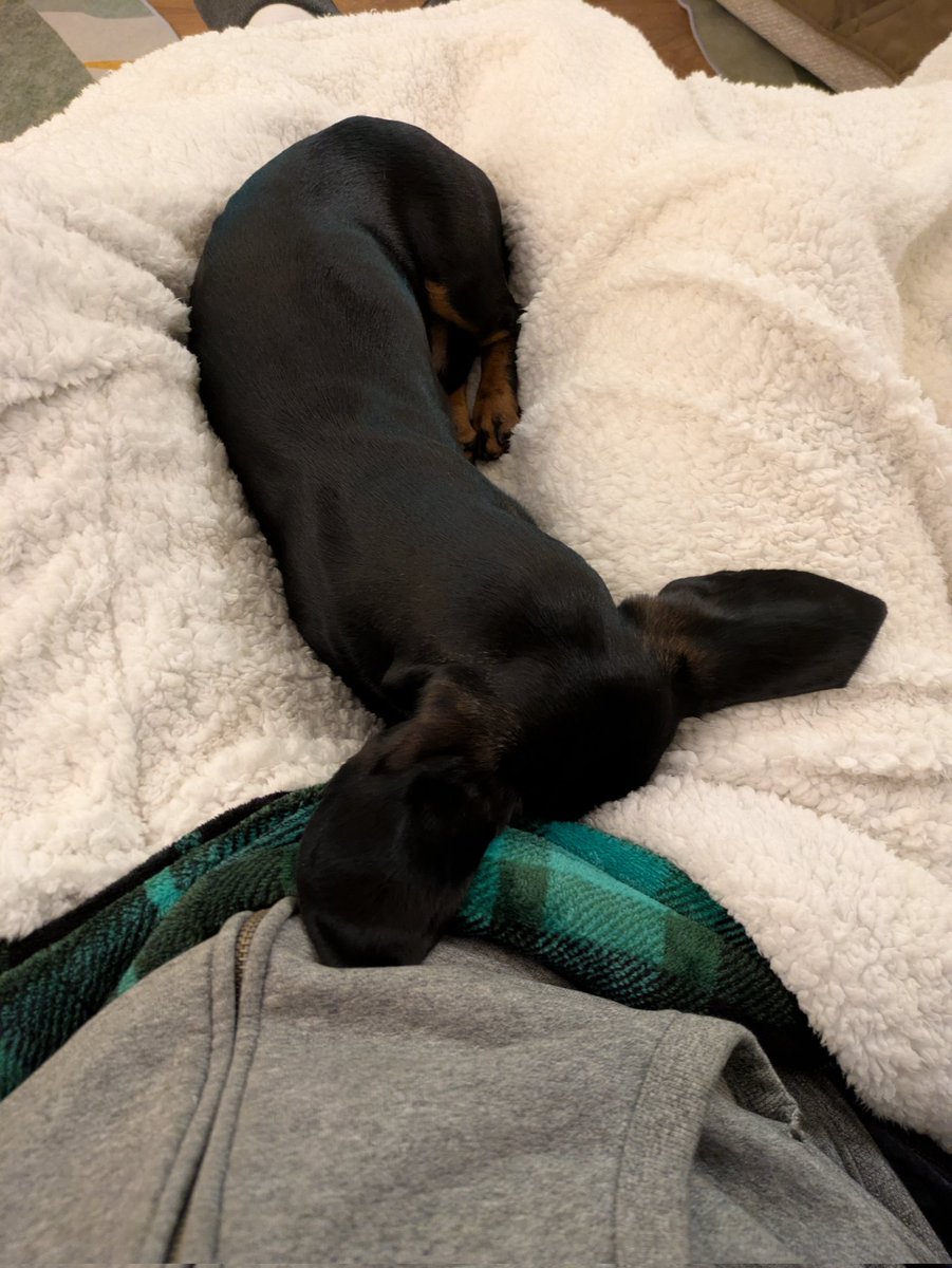 Saragan14's tweet photo. Happy new year to everyone :) I will be like my dog momentarily https://t.co/4zhzF4YBdW
