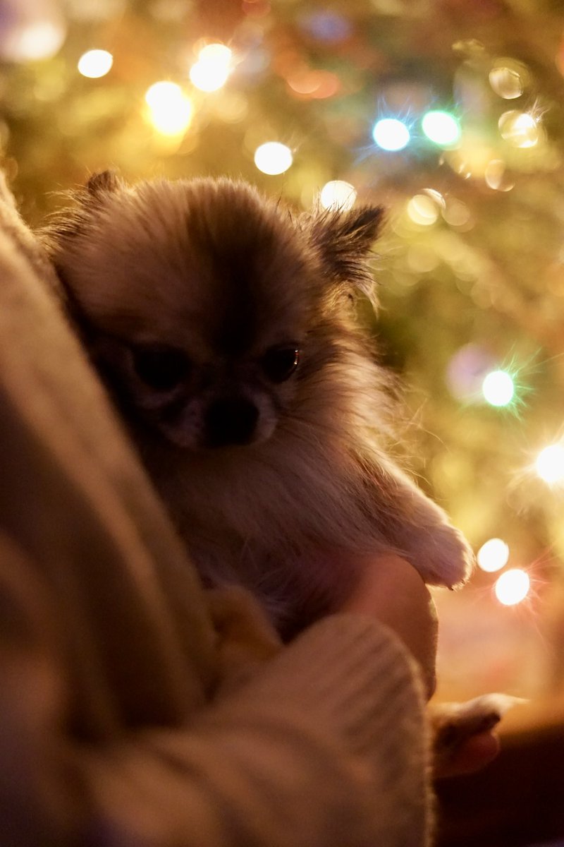 Merry Christmas and Happy new year from a grumpy little man who wants to go out and shout at fireworks but it’s raining #Christmas #NewYear2025 #Chihuahua