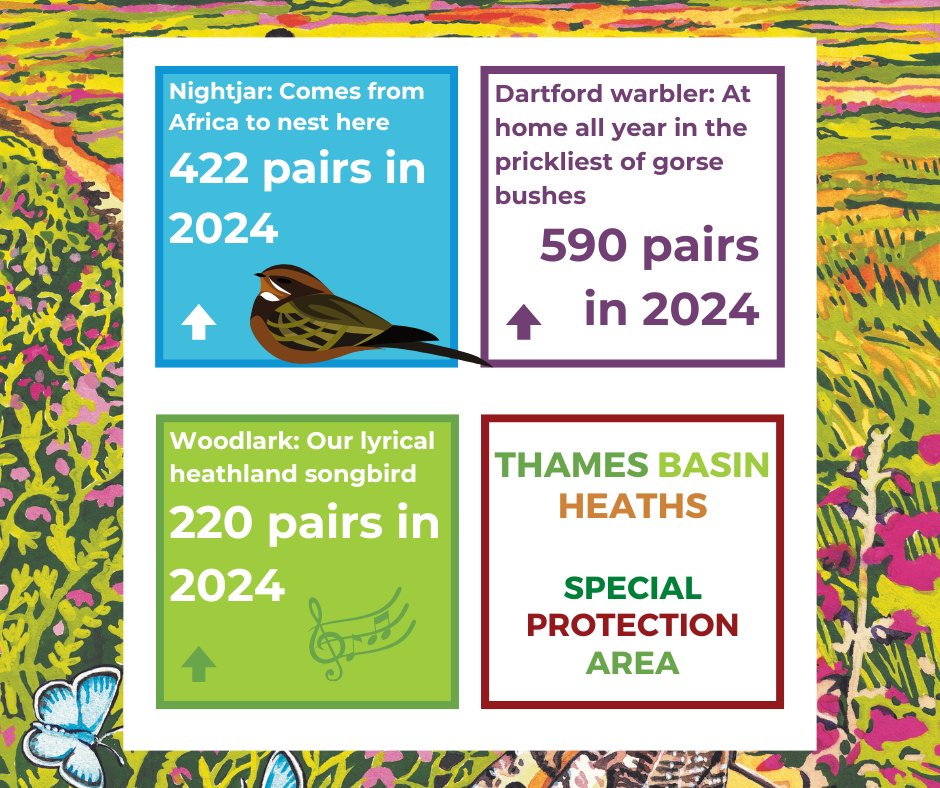 We're pleased to bring you the #ThamesBasinHeaths bird numbers for 2024, on the last day of the year!

The Thames Basin Heaths Special Protection Area was created to protect three species of threatened #GroundNestingBirds.

It's great news! 2024 has been a successful year for all