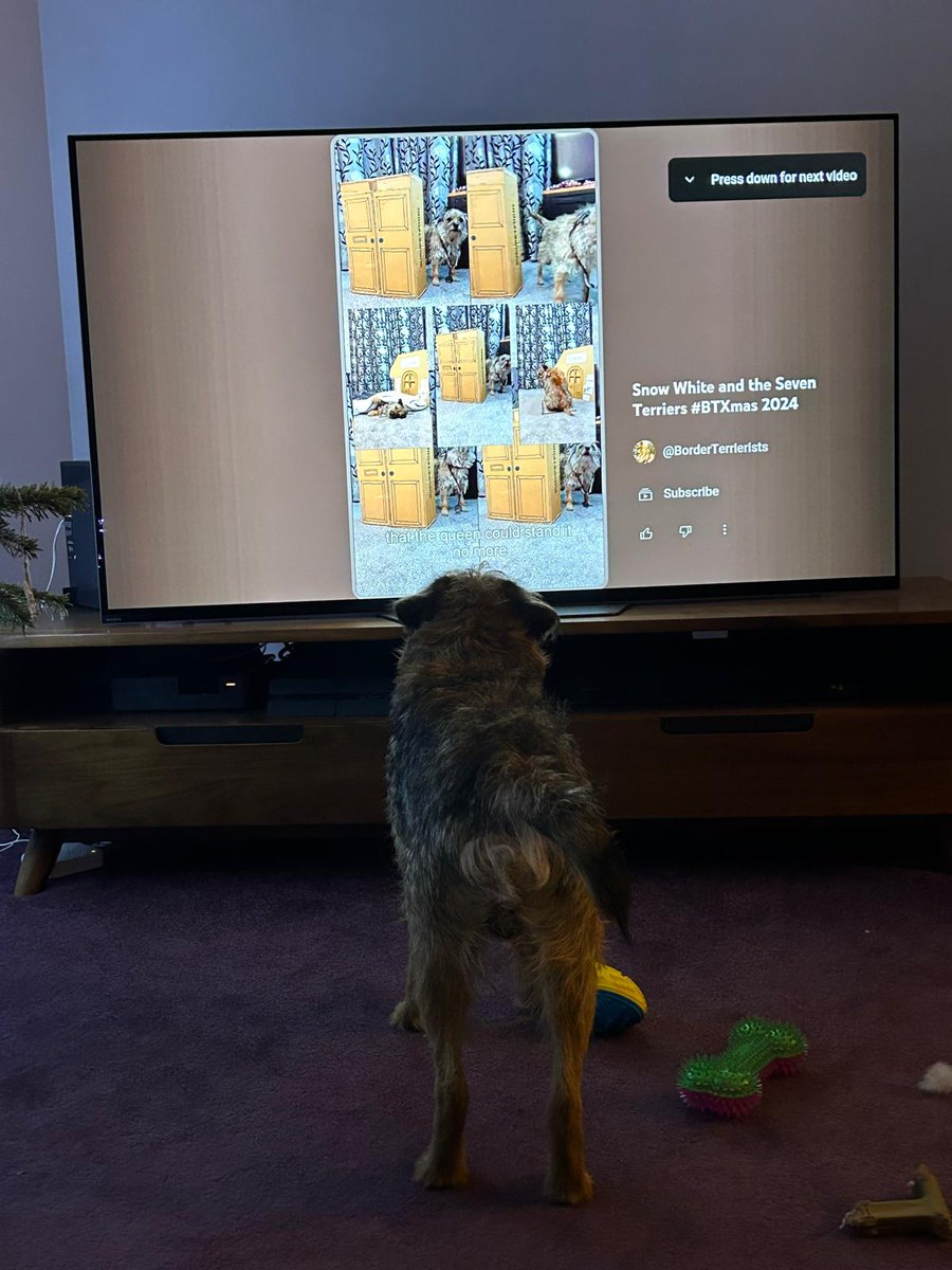 b_terrierists's tweet photo. Cousin Frank watching Snow White and the Seven Terriers getting some acting tips 😂 #BTXmas #BTPosse https://t.co/RC8kq9jO7z https://t.co/ZVKAwrbL7i