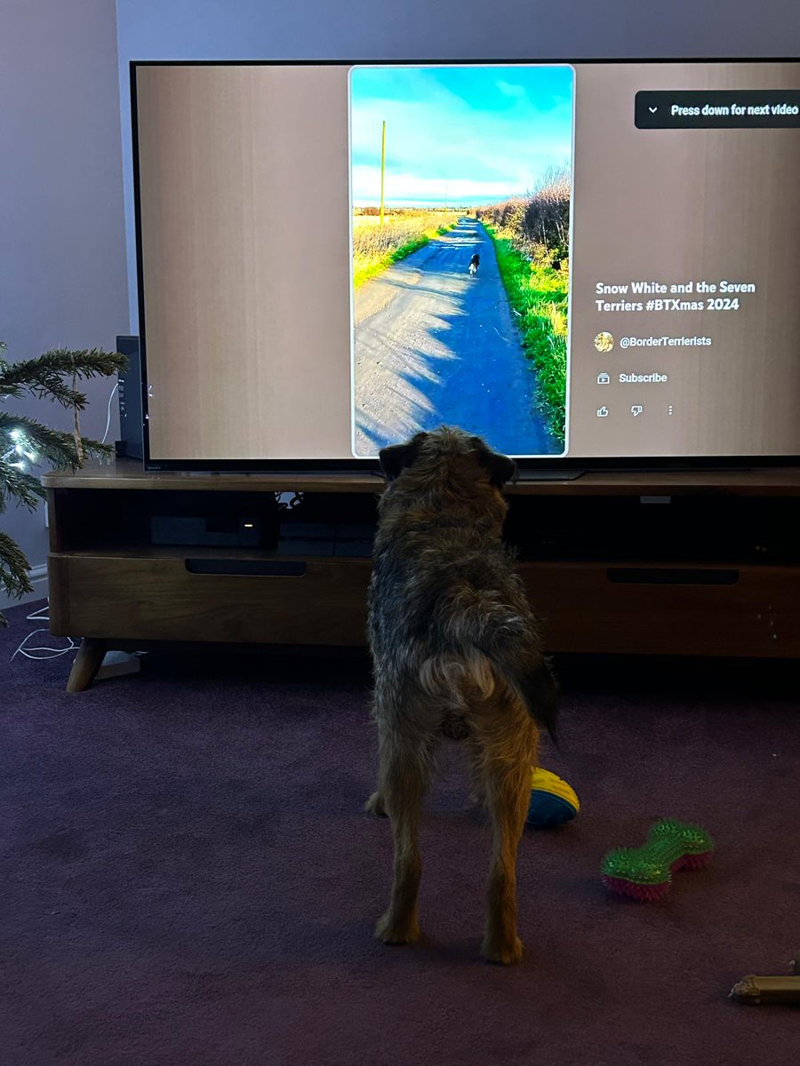 b_terrierists's tweet photo. Cousin Frank watching Snow White and the Seven Terriers getting some acting tips 😂 #BTXmas #BTPosse https://t.co/RC8kq9jO7z https://t.co/ZVKAwrbL7i