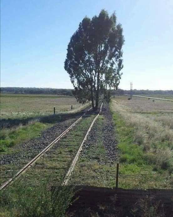 هذه شجرةكبرت على سكةقطار فاستولت الشجرةعلى طريقه
لكنها لم تكن تعلم بأن القطارسيعود ذات يوم ويجتثها بمجرد فهم أصحاب السكة كيف يشغلون القطار
هكذا بعض الناس حين غاب قطارالحق استولوا على طريقه فتمكنوا وحكموافيه بالباطل
لكن ذات يوم سيعود قطارالحق ليجتث عروق الباطل
#السنة_الجديدة_2025