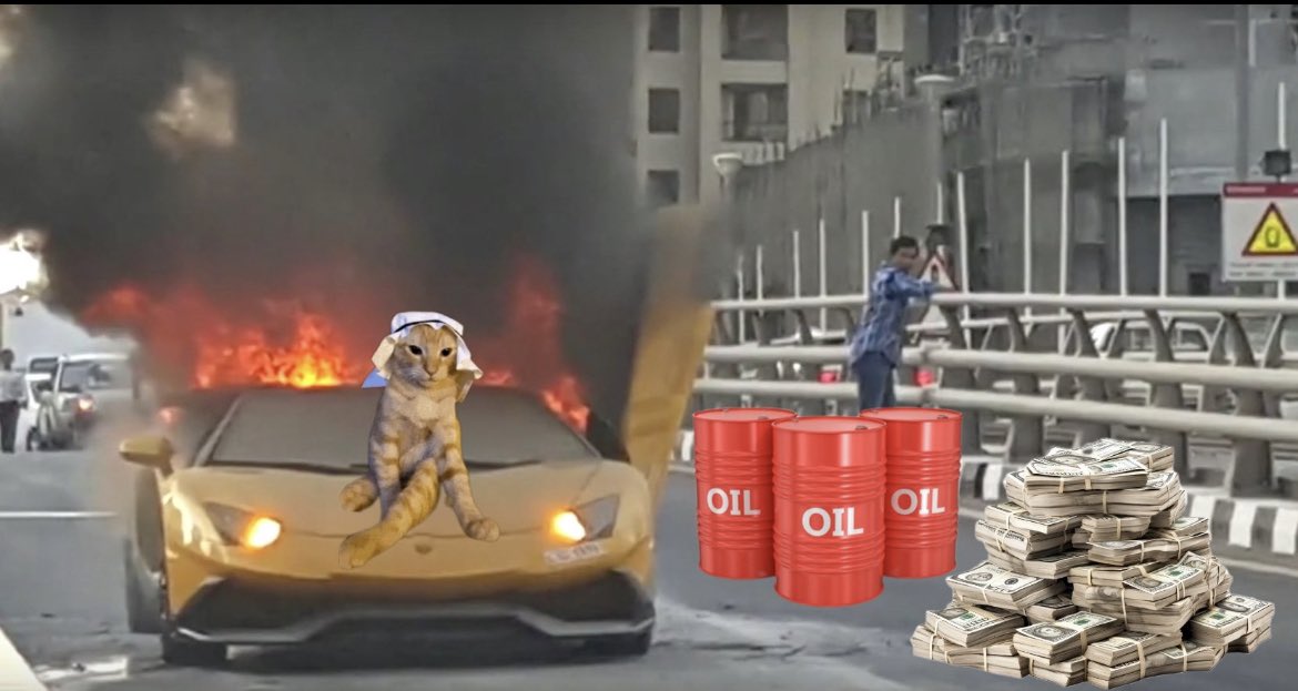 arab cat tweet media