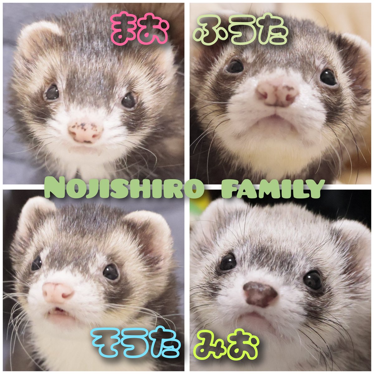 ppshiro0904's tweet image. 【まお2019/3/22生♀️ピーターセン】
【楓汰2020/8/2生♂️マーシャル】
【颯汰2022/12/31生♂マウンテン】
【みお2023/3/11生♀マーシャル】