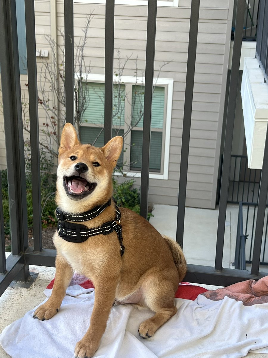 JOSH (@joshceojw) on Twitter photo Oh yeah my pups a model Oh yeah my pups a model