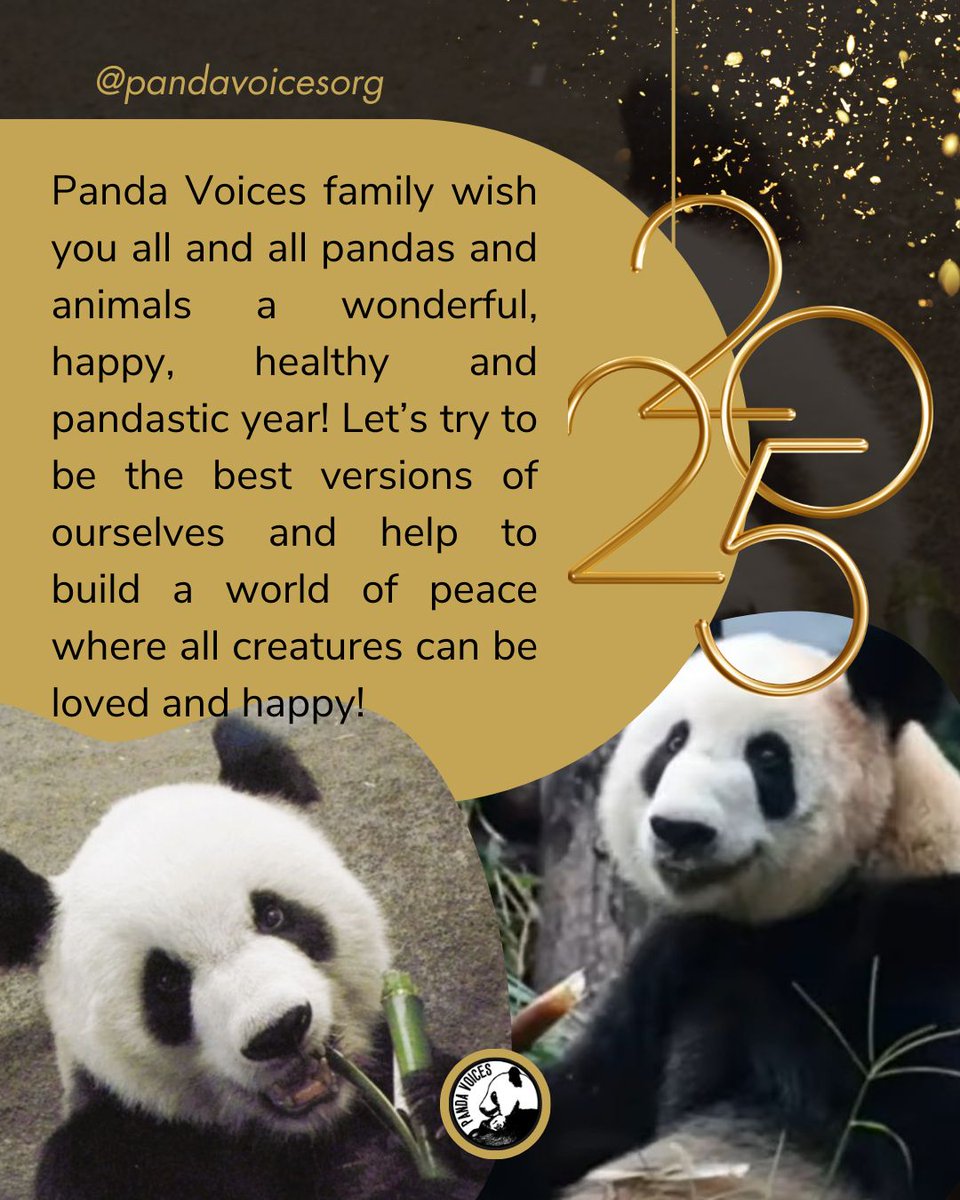 Panda Voices family wish you all and all pandas and animals a wonderful, happy, healthy and pandastic year! Let’s try to be the best versions of ourselves and help to build a world of peace where all creatures can be loved and happy!