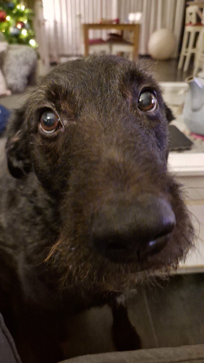 Ess71's tweet image. Ach de arme schat, hij is zo bang......... nog een paar uur en dan is het weer rustiger