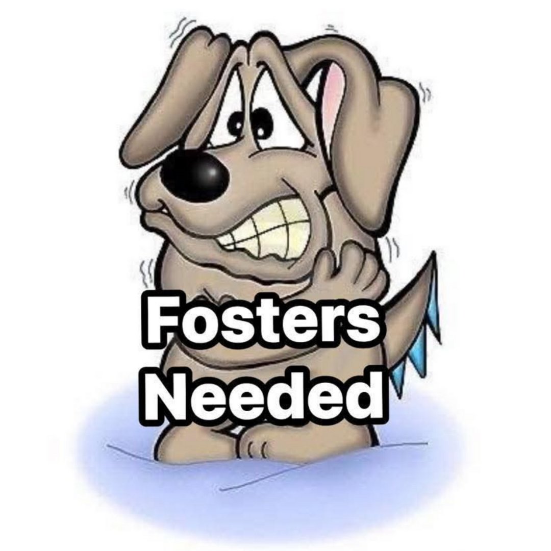 Nashville Animal Advocacy tweet media