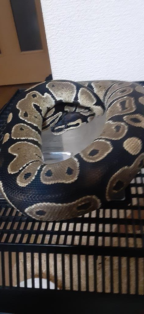 明けましておめでとうございます🎍
今年もよろしくお願いいたします🐍

＃ボールパイソン