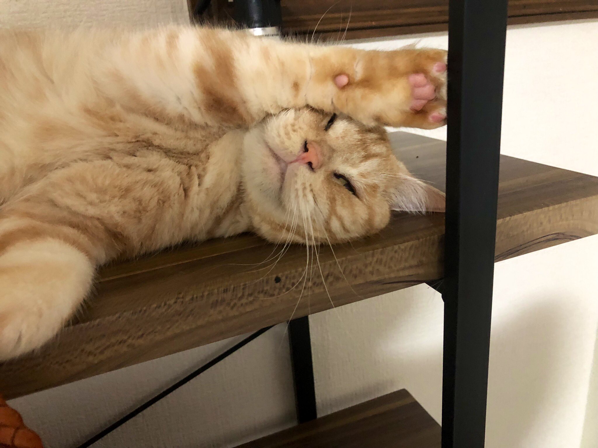 幸猫 a_Cheshire--cat on X: 