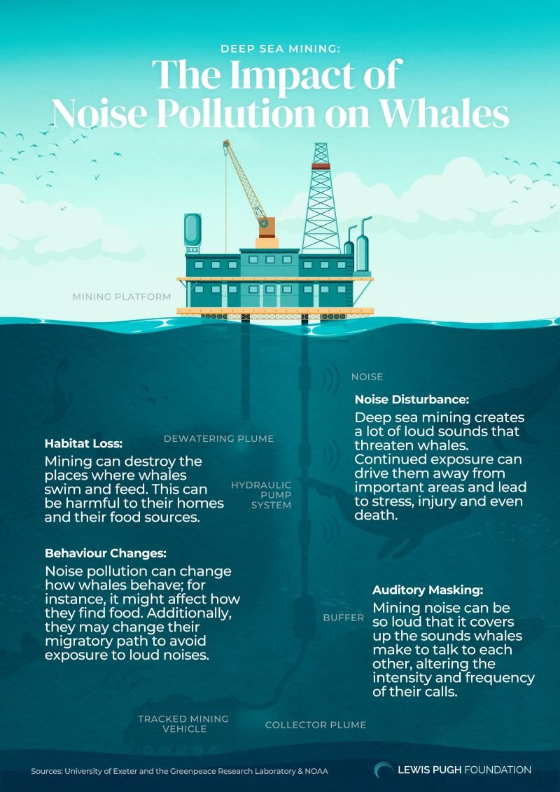 How #DeepSeaMining could affect whales 🐋 🛠️ 

Check this infographic from <a href="/LewisPughFDN/">Lewis Pugh Foundation</a> to learn more👇