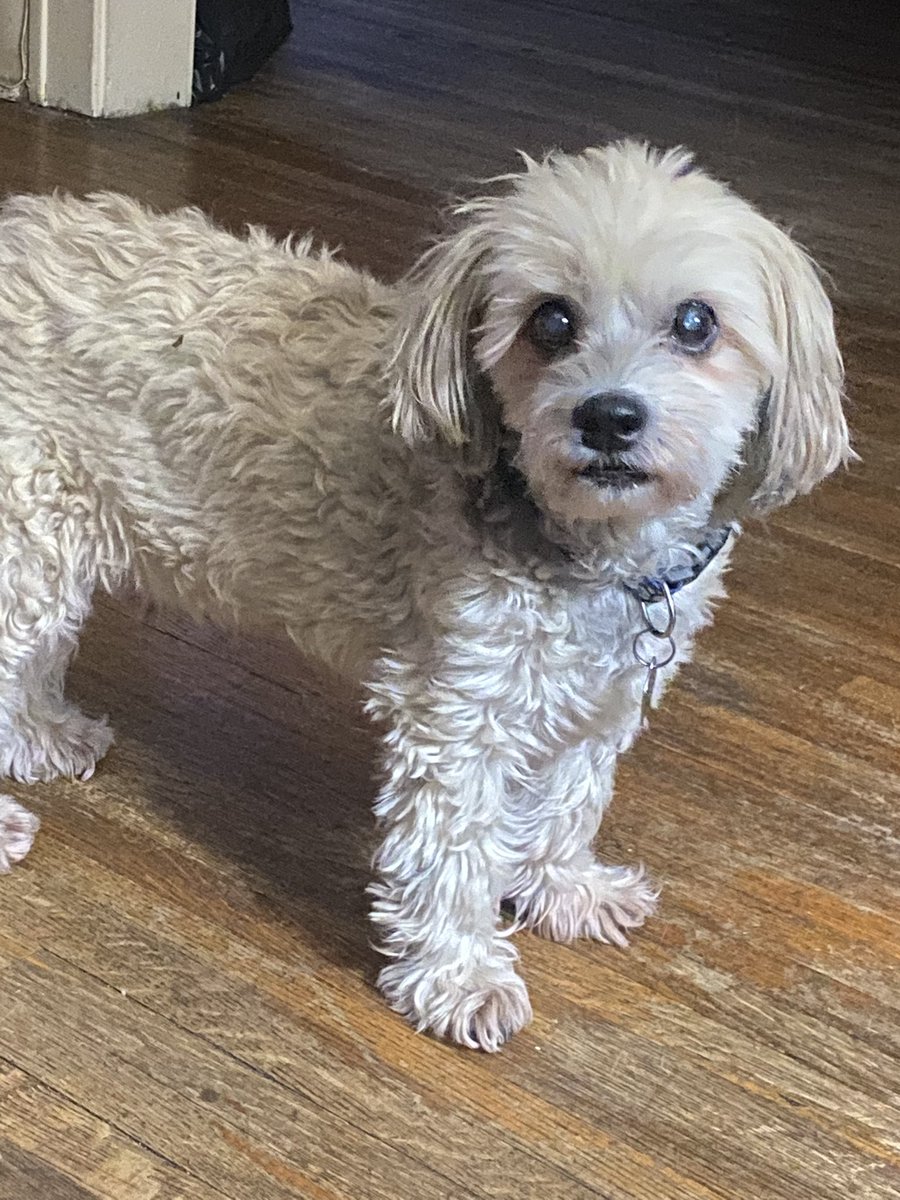 HamishinHamOnt's tweet image. #HappyNewYear2025 to all my friends!  I hope you have a wonderful evening and a great year ahead! ❤️🐾🥰🎉 #DogsofTwittter