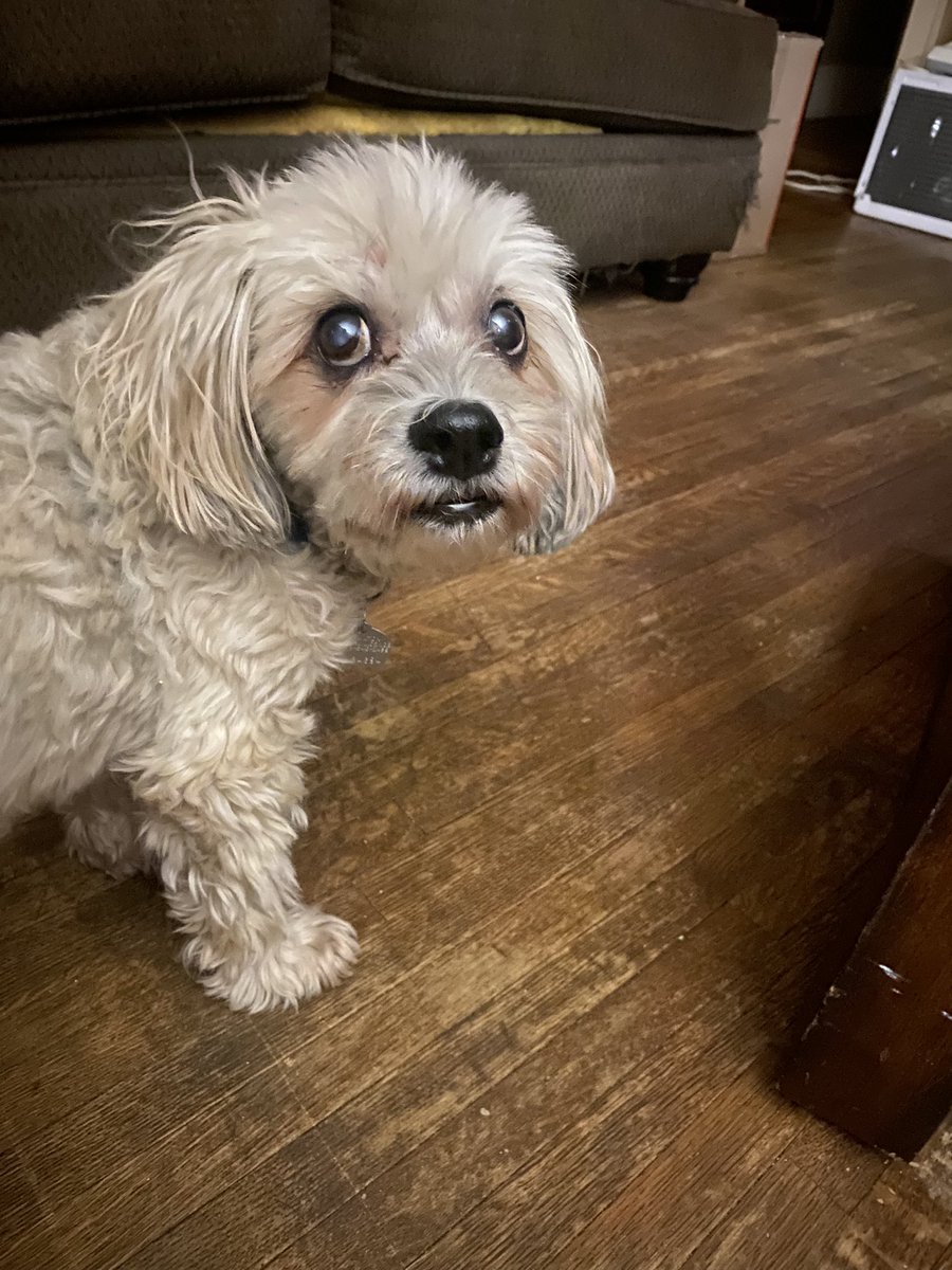 HamishinHamOnt's tweet image. #HappyNewYear2025 to all my friends!  I hope you have a wonderful evening and a great year ahead! ❤️🐾🥰🎉 #DogsofTwittter