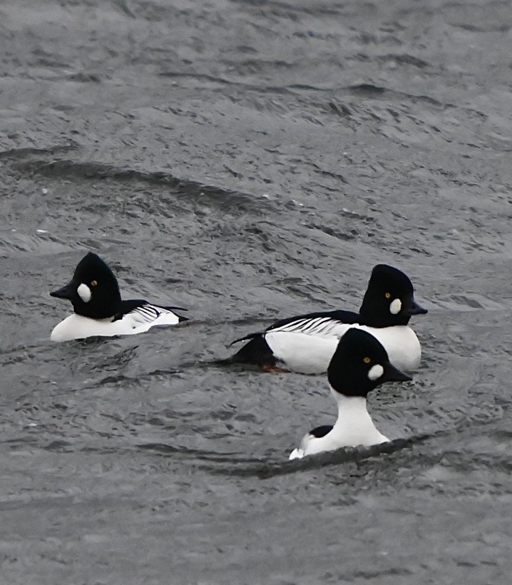 RSPB Dungeness this morning, another gloomy day across the peninsula, 3 Drake Goldeneye on Burrowes this morning, a total of 10 Goldeneye were reported today. Happy New Year to all those still here.