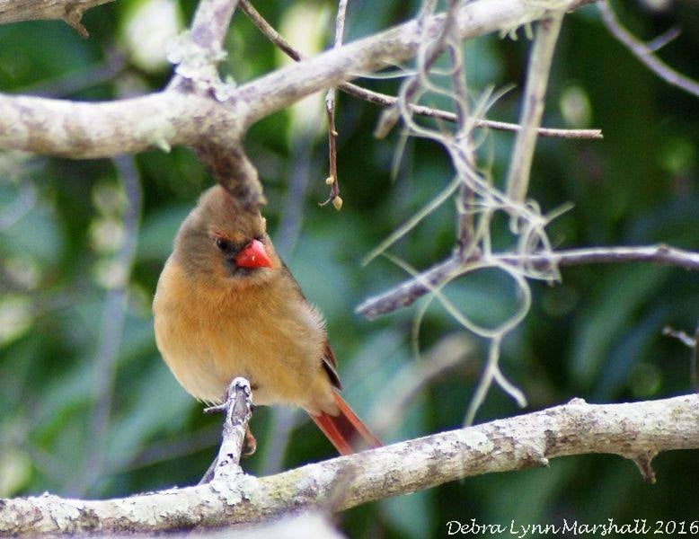 BeautyofFL's tweet image. #femaleCardinal #bird #cute #sweet #birdphotography #beautiful #pretty #wildlife #animals #Cardinals #spreadLOVE #LOVE