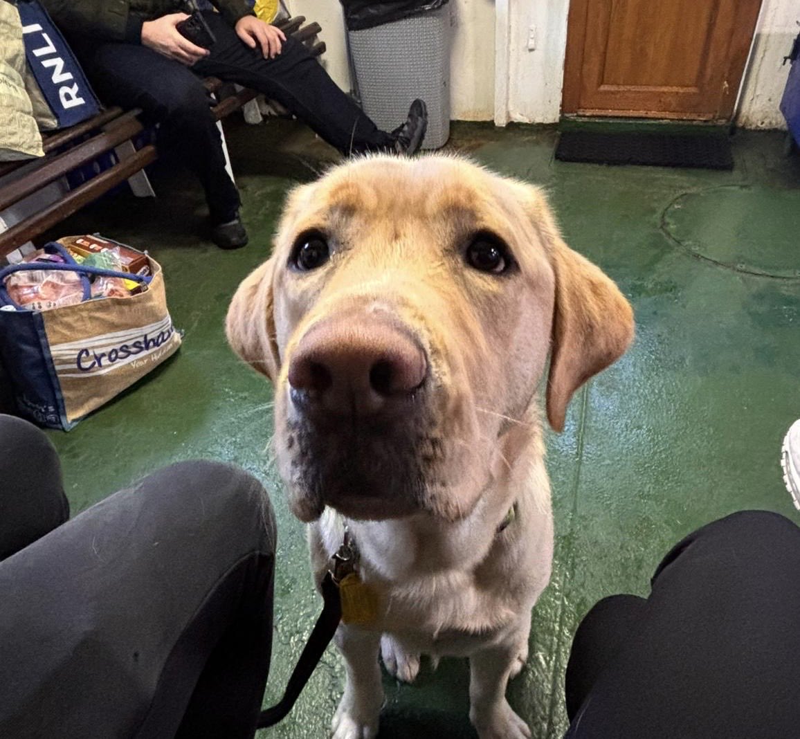 Paula Cogan (@paulacogancork) on Twitter photo Our temporary boarder from âŠ<a href="/irishguidedogs/">Irish Guide Dogs for the Blind</a>â© Neptune took his first trip on the #BereIsland ferry today. Heâs such a sweetie and will be taking up his role as a guide dog in January. Our temporary boarder from âŠ<a href="/irishguidedogs/">Irish Guide Dogs for the Blind</a>â© Neptune took his first trip on the #BereIsland ferry today. Heâs such a sweetie and will be taking up his role as a guide dog in January.