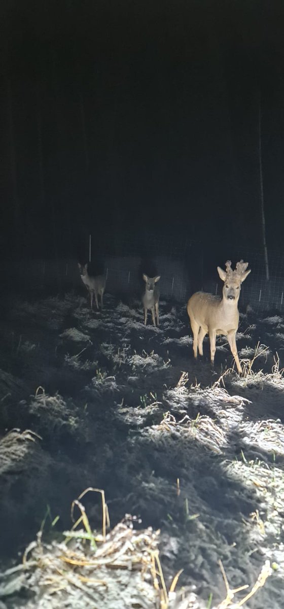 Nosargājām. Bet traki nepatīk tie saluti. Šogad laikam daudzi sacentās...