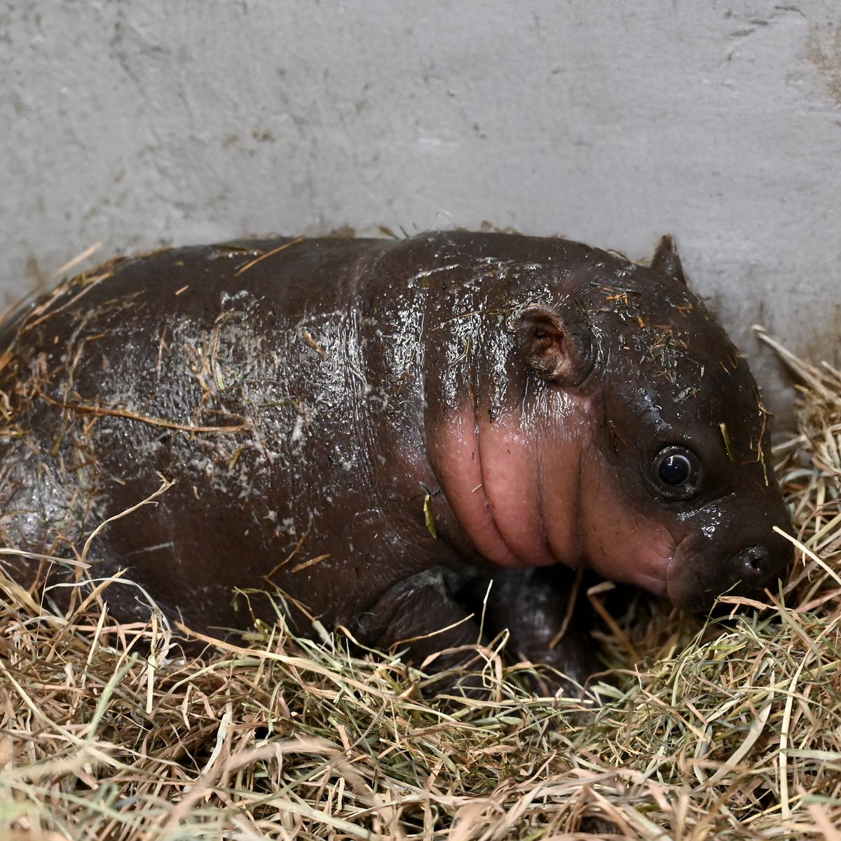 metrorhmdzoo's tweet image. THANK YOU to all who voted in the 1st round of our hippo naming poll! We received 52,794 votes!! Since no name got 50% of the vote, we're having a runoff vote with the top 2 names.
It’s time for the showdown of the century… Poppy vs. Hammie Mae.
🗳️VOTE: shorturl.at/YfA3e