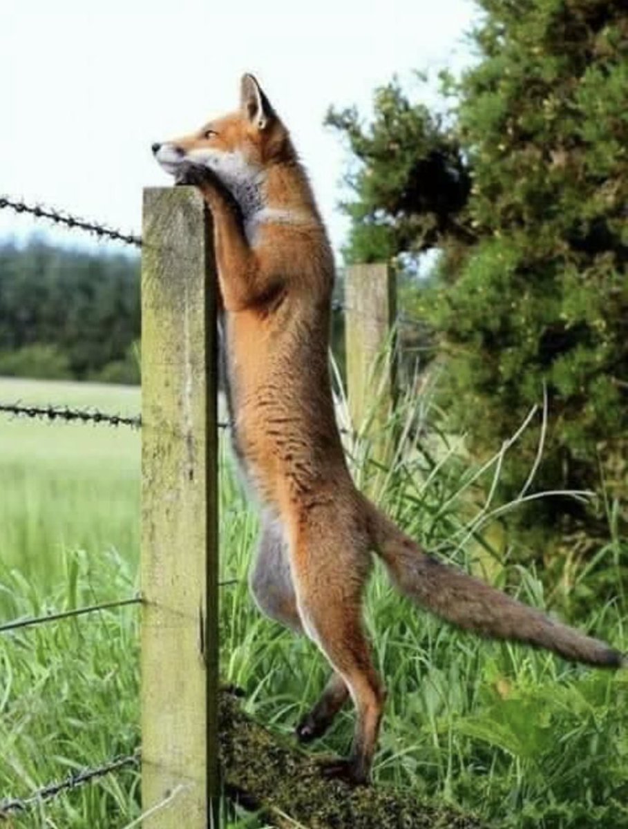 MittensOff's tweet photo. I just want to look after my cubs, they bring theirs to watch me ripped apart; and they call me vermin. 
Hope it ends in 2025...
#BanFoxHunting https://t.co/IDD4srnNln