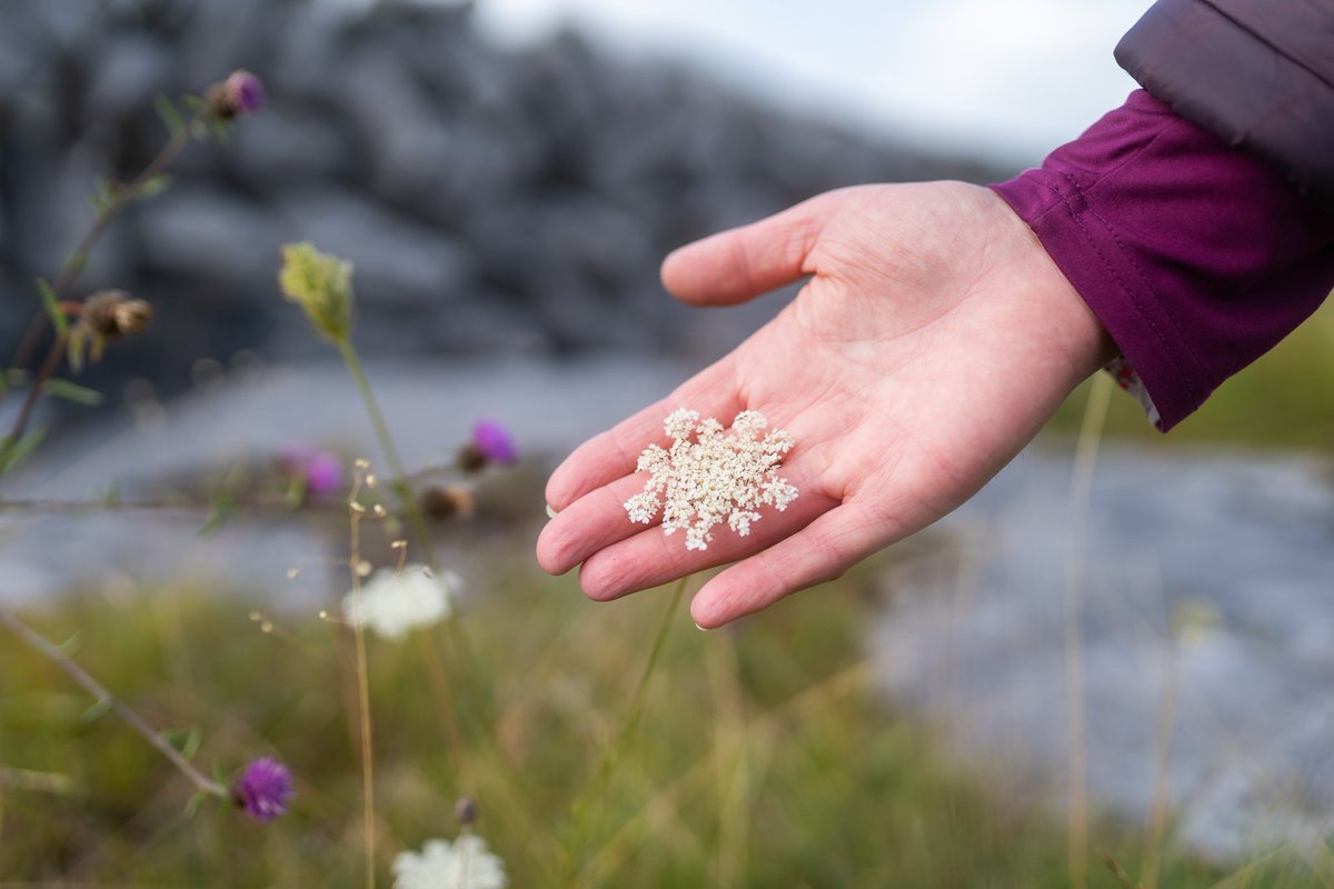 Visit the Burren (@visitburren) on Twitter photo Happy New Year from all in the Burren Ecotourism Network, we hope to see you in 2025!!! <a href="/BurrenGeopark/">Burren and Cliffs of Moher UNESCO Global Geopark</a> <a href="/visitBurren/">Visit the Burren</a> <a href="/ClareTourism/">VisitClare</a> <a href="/GoToIreland/">Discover Ireland</a> <a href="/ShannonAirport/">Shannon Airport</a> <a href="/wildatlanticway/">Wild Atlantic Way</a> #theburren #HappyNewYear Happy New Year from all in the Burren Ecotourism Network, we hope to see you in 2025!!! <a href="/BurrenGeopark/">Burren and Cliffs of Moher UNESCO Global Geopark</a> <a href="/visitBurren/">Visit the Burren</a> <a href="/ClareTourism/">VisitClare</a> <a href="/GoToIreland/">Discover Ireland</a> <a href="/ShannonAirport/">Shannon Airport</a> <a href="/wildatlanticway/">Wild Atlantic Way</a> #theburren #HappyNewYear