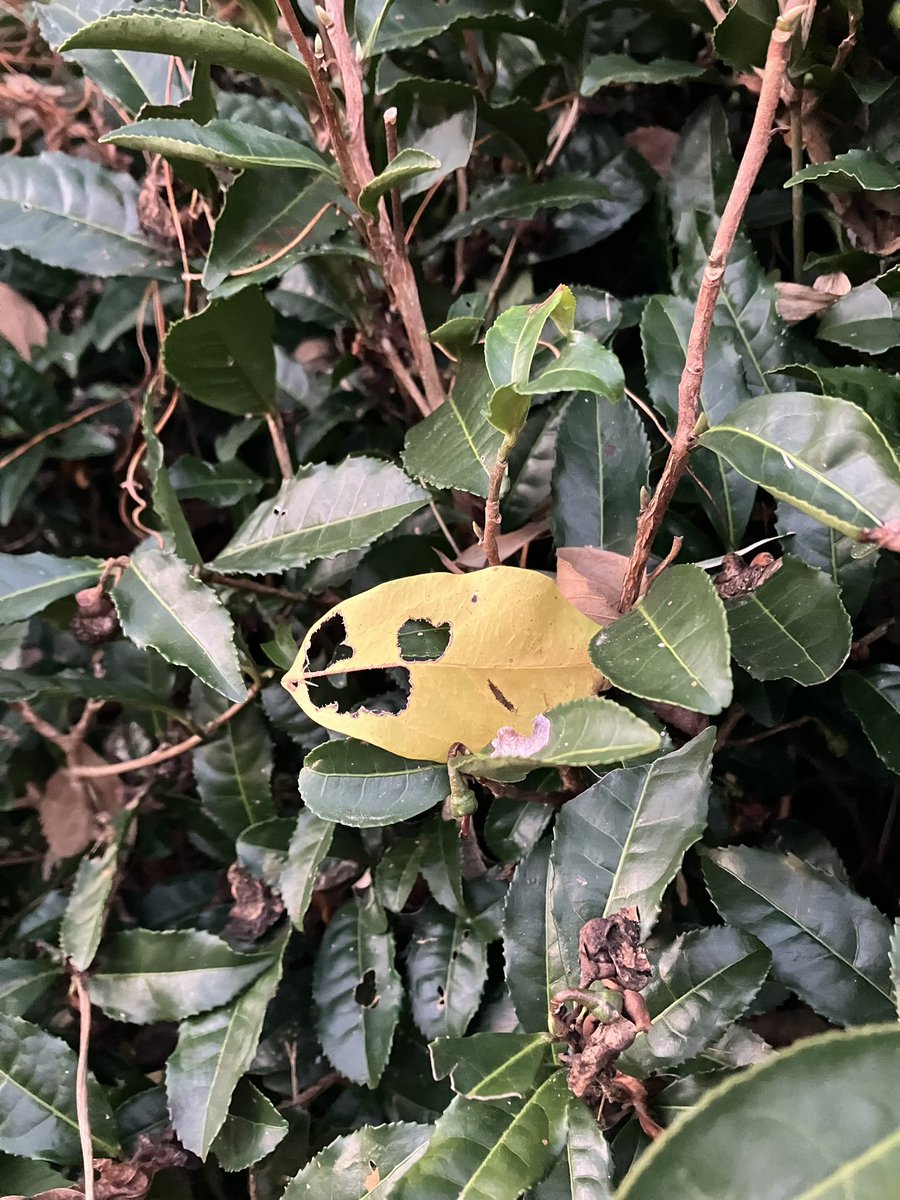 ちっきん…おかみ tweet media