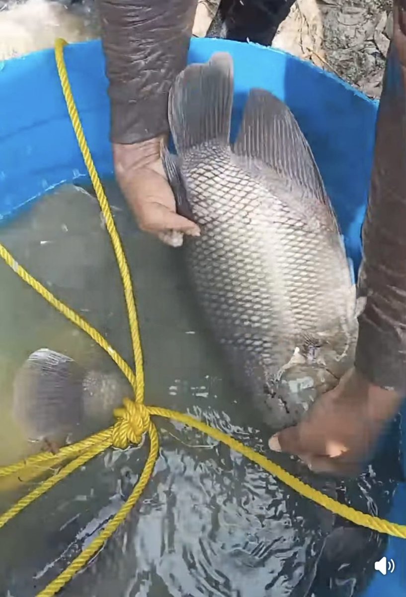 Fridudin tweet media