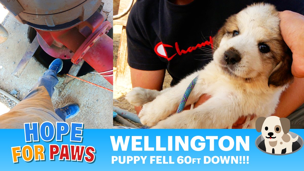 6 feet under??? I wish!!! Wellington was 60 feet under!!! His rescue video is ready - it's the most amazing rescue I accomplished in 2024: HopeForPaws.org/blog/Wellington 😊