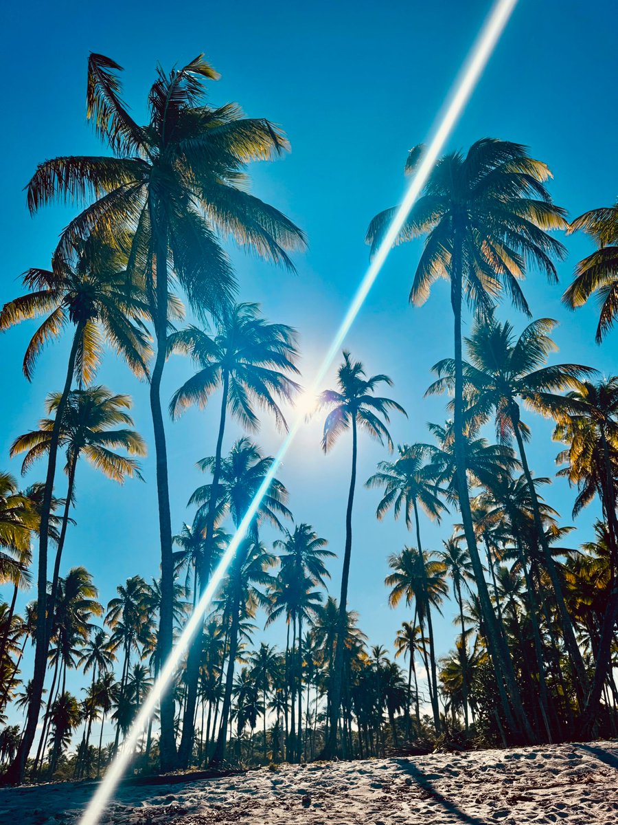 Bonne année 2025 a tous 🇧🇷🌴🌞