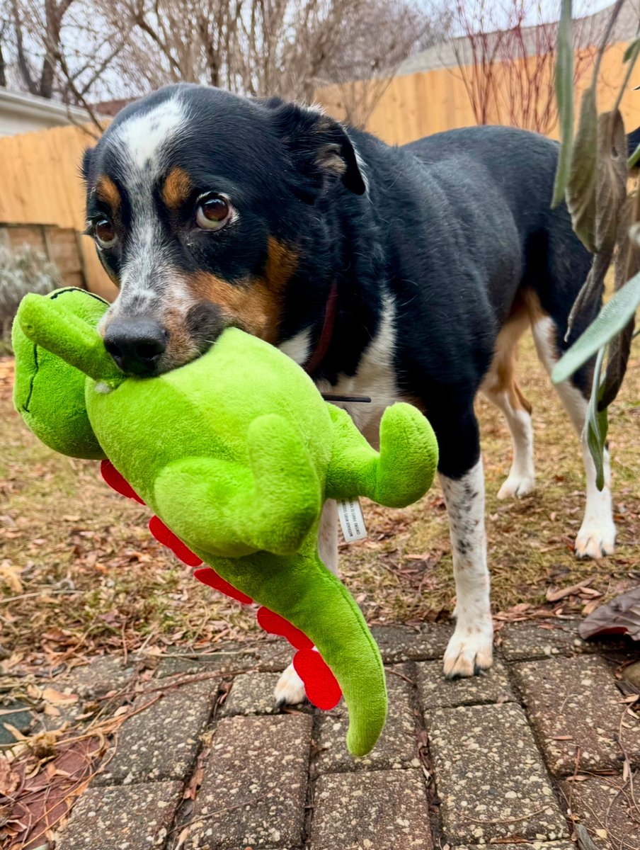 Maylee the Rescue Pup (@mayleepup) on Twitter photo Happy New Years Eve, friend! You know what a new year resolution is? It’s something that goes in one year and out the other! Stay safe and I’ll see you next year. ❤️🐶❤️ Happy New Years Eve, friend! You know what a new year resolution is? It’s something that goes in one year and out the other! Stay safe and I’ll see you next year. ❤️🐶❤️
